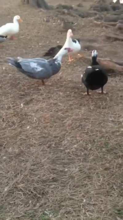 Duck you, bloody duck you!