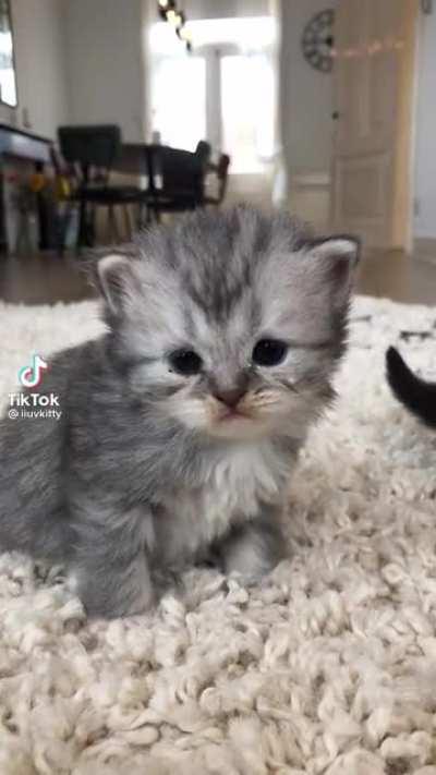 Teeny kitten