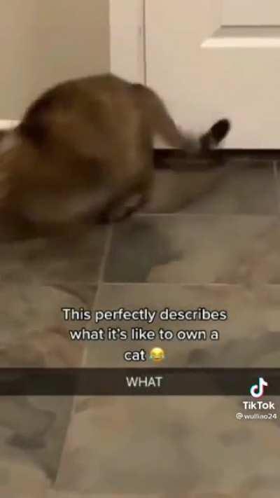 Kitty received a message from the mothership