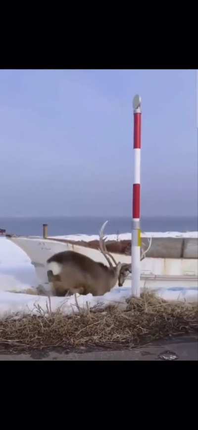 A buck, with another bucks head stuck in its antlers 👁️