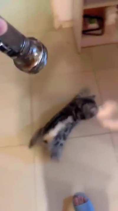 How to make your cat glitch