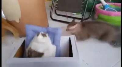 Curious about the cat doll