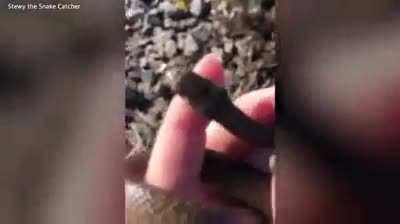 A young American girl visiting Australia picks up an Eastern Brown snake, one of the deadliest snakes in the world, mistaking it for a harmless garter snake.