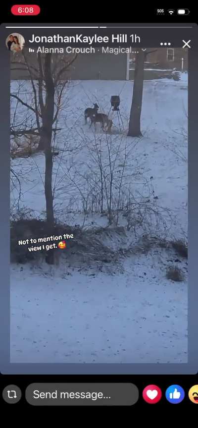 Kaylee loves her kitchen and the deer. No comma abuse today!