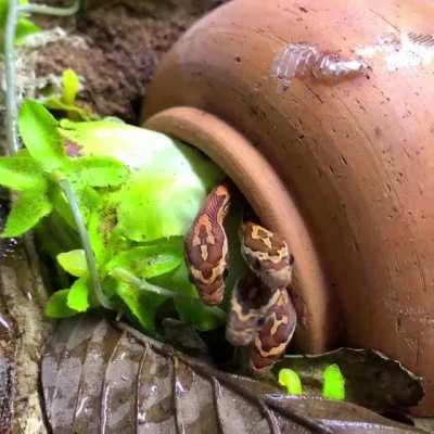 Baby snakes sayin' hi