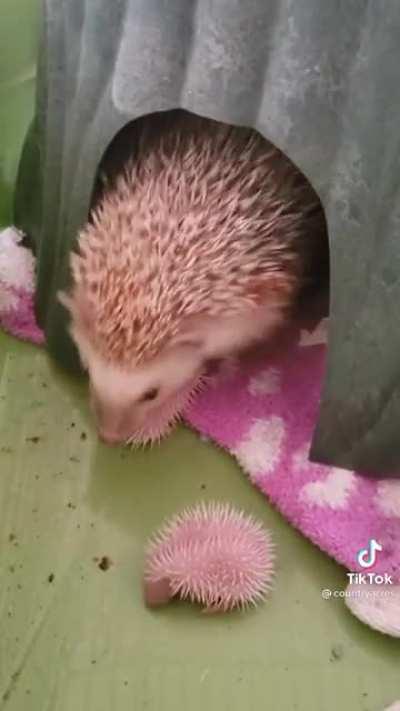 Baby hedgehogs?