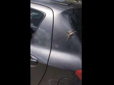 A giant Spider Gets The Surprise of His Life