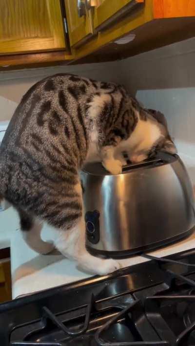 Maggie ruining the toaster she thought 🐈 