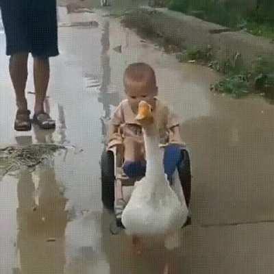 Transport was always an option.