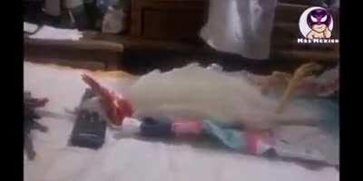 How to put your rooster to sleep