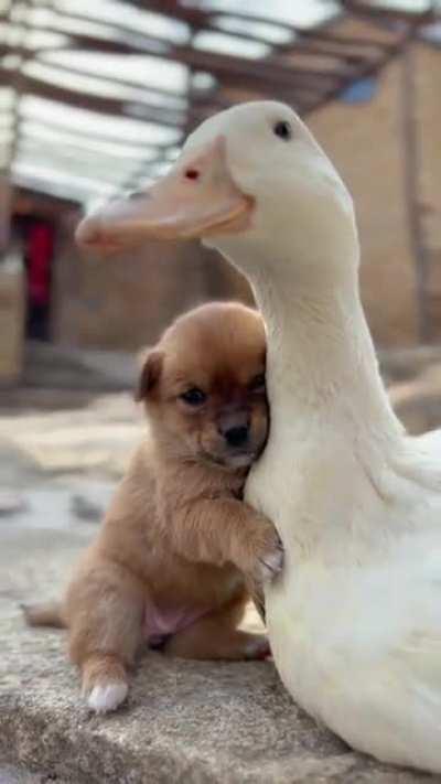 The weather is cold and the puppy is looking for a duck to keep warm.