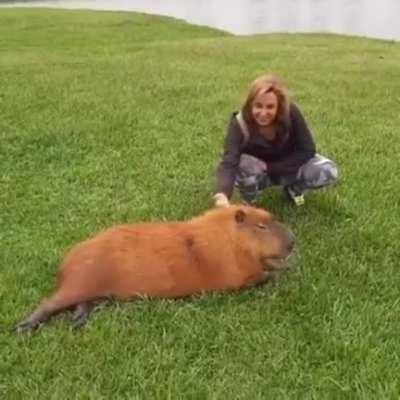 &Eacute; para isso que entro aqui domingo de manh&atilde; [+capivara]