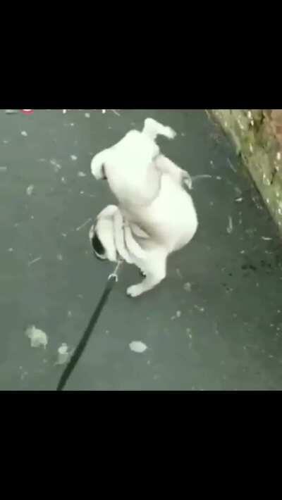 If this isn't better every loop then RIP hoomans!!