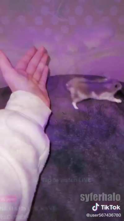 peak wunk athleticism