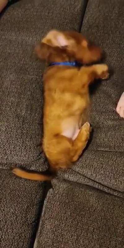 The Pupland needs me