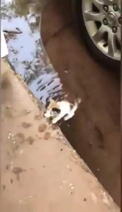 This good girl found and brought home a kitten