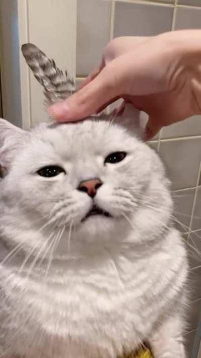 There must be enough hair to achieve this effect, lol