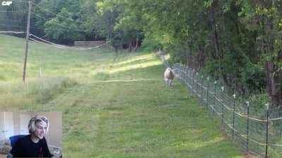 One and a Half Minutes of xQc [Correctly] Identifying Ani Mals