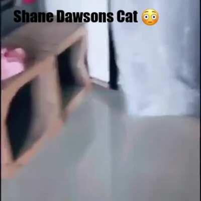shane dawsons cat