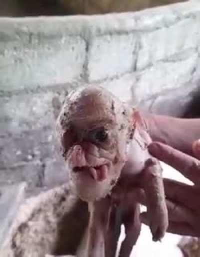 What the hell is this?