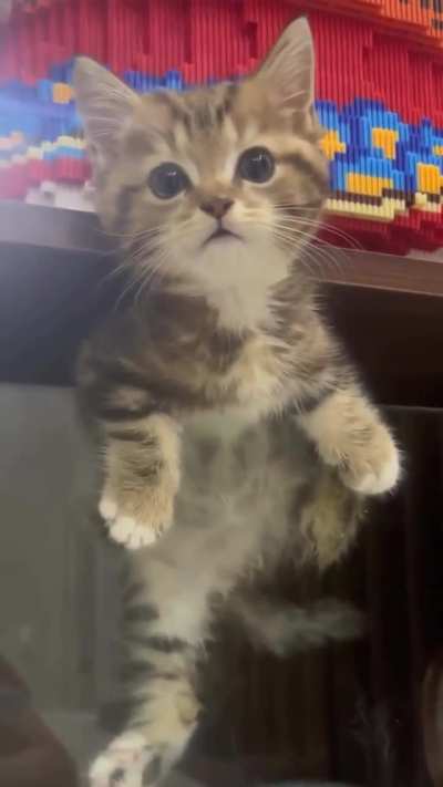 Kitten break the prison