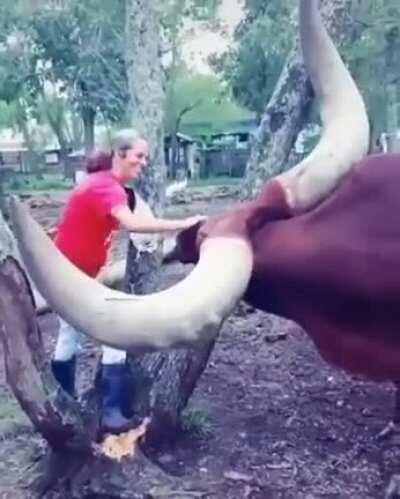 🔥 Ankole-Watusi Bull, longest of the longhorns 🔥