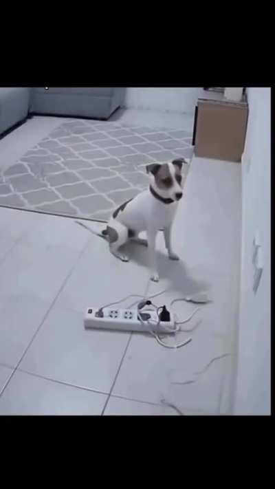 O melhor amigo do homem