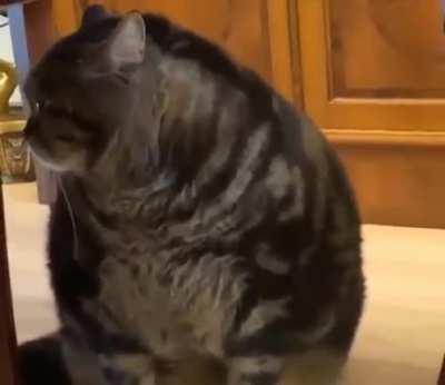 My neighbour’s chonk