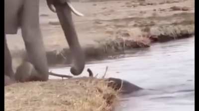 🔥. Mother Nature at its finest an elephant mom saves her struggling calf from the water