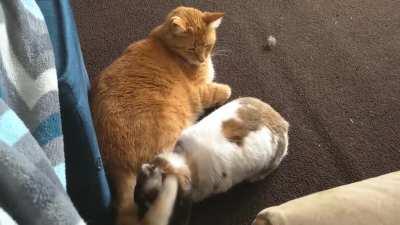 Comet wants attention from his big cat friend Bruno