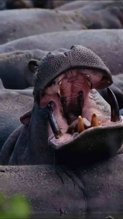🔥 Hippo yawns, offering a close up look at those deadly teeth