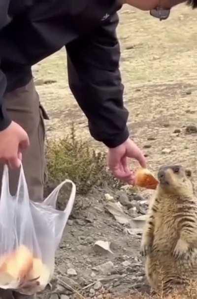 Don’t take food from strangers