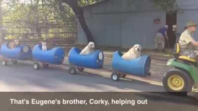 We salute you, Camo King of the Canines