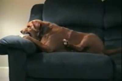 Dog thinks his leg is stealing his toy