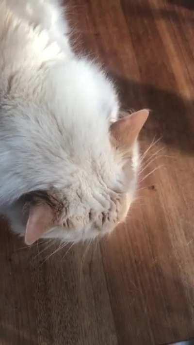 He doesn’t like shrimps, tuna, chicken… but corn water. Not corn. Just corn water.