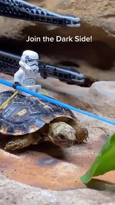 Dewback variant spotted