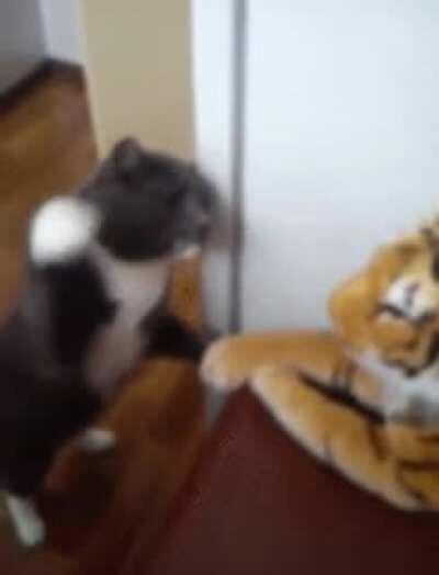 Cat battles an inanimate stuffed tiger.