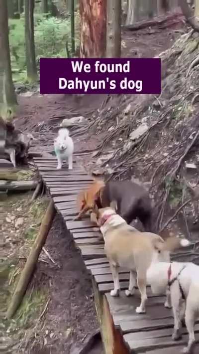 Dubu's doggo
