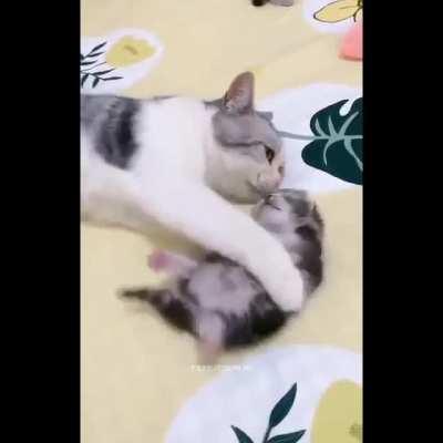 You're under arrest for suspicion of being Smol