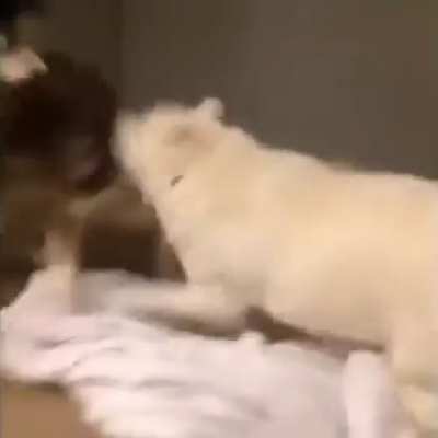 3 Neapolitan Husky Flooves do tussles