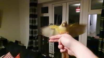 Montezuma didn't stick the landing