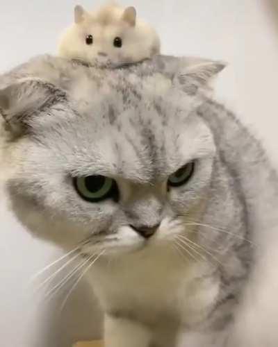 He’s resigned to his fate.