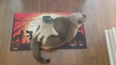 Thanks I hate automatic cat massagar.