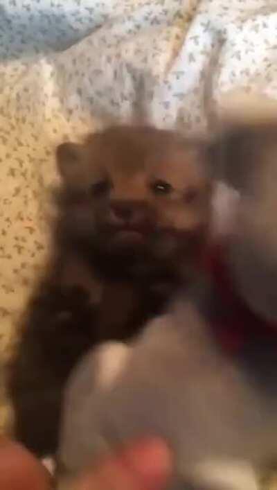Baby foxes need plenty of playtime, too
