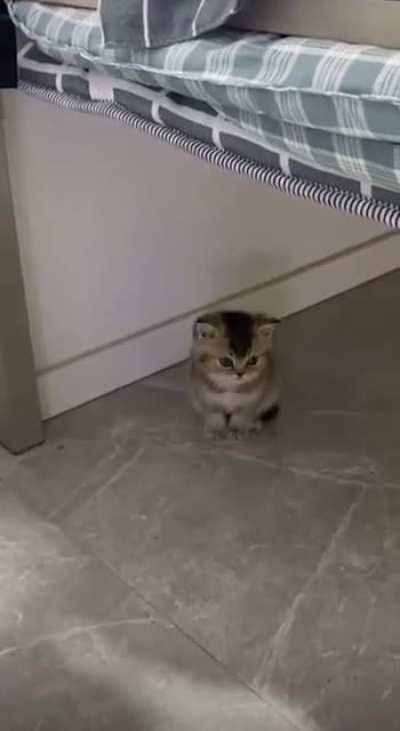 So smol, so illegal, so angy. Looking for someone to take him seriously.