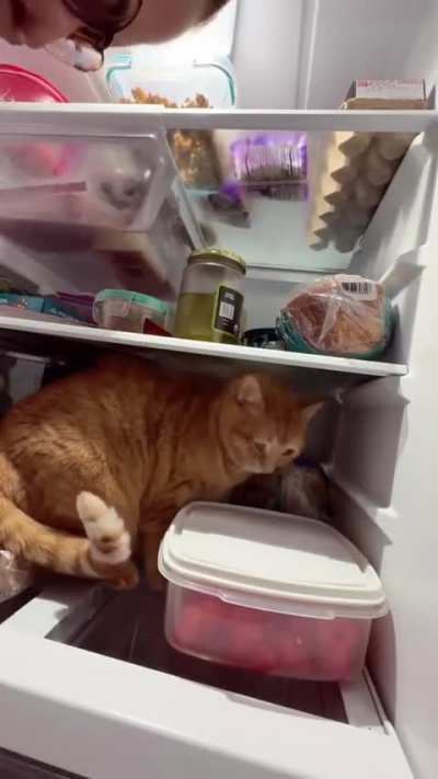 The orange yearns to be refrigerated