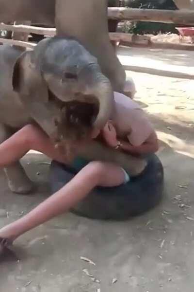 Baby elephant loving boy