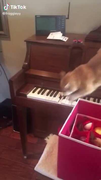 Cat tries to get off of a piano.