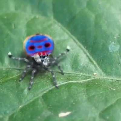 Dancing Spider with Sea Shanty