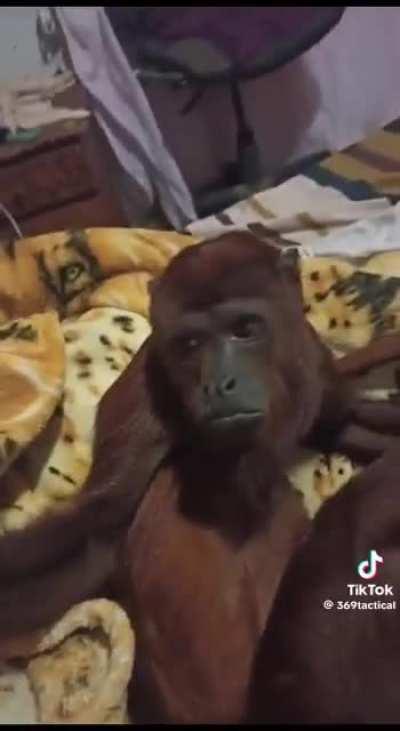 What's this monkey. Looks like a orangutan mix spider monkey. Not my video